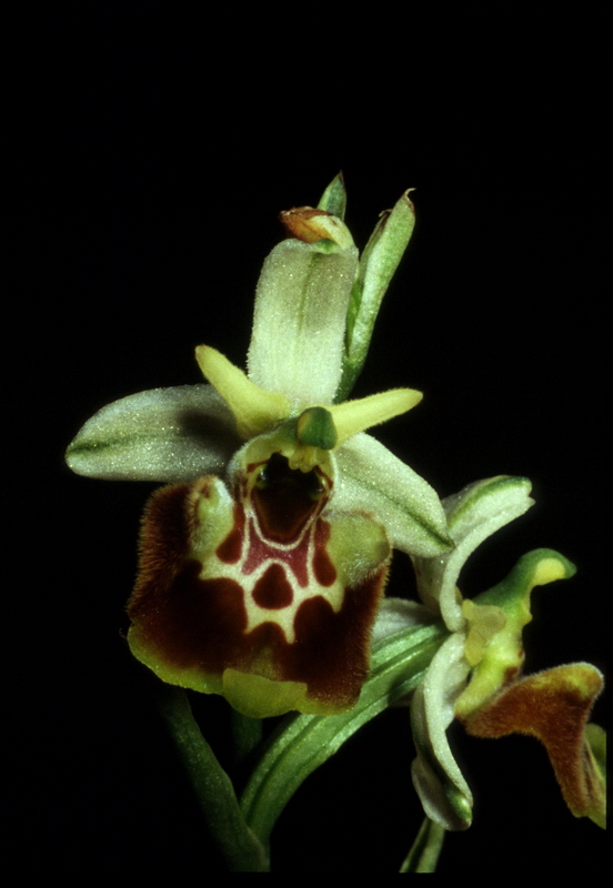 Orchidee in una villa vicino a Piediluco (Terni)